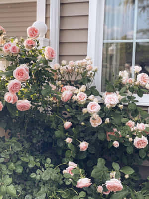 Blooming English Rose Garden Wallpaper