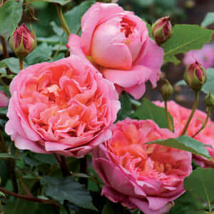 Blooming English Rose Garden Wallpaper