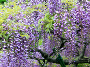 Blooming Flower Tree In A Picturesque Landscape Wallpaper