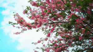 Blooming Flower Tree In Springtime Wallpaper