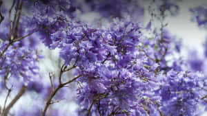 Blooming Flower Tree In The Garden Wallpaper