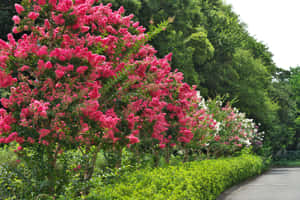 Blooming Flower Tree On A Sunny Day Wallpaper