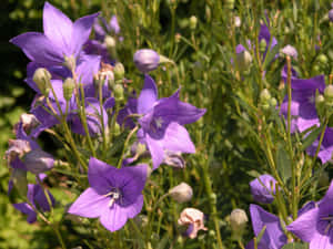 Blooming Flowers In A Vibrant Garden Wallpaper