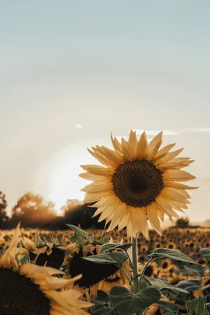 Blooming Happiness 🌻 Wallpaper
