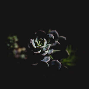 Blooming Into The Darkness Wallpaper