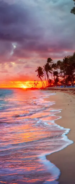 Blooming Lavender Field Wallpaper