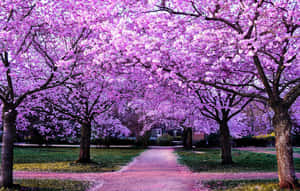 Blooming Lilac Tree Wallpaper