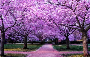 Blooming Lilac Tree Wallpaper
