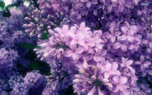 Blooming Lilac Tree In Spring Wallpaper