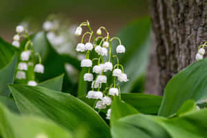 Blooming Lilyofthe Valley Flowers Wallpaper