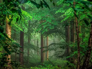 Blooming Magnolia Tree In A Feld Of Green Grass Wallpaper