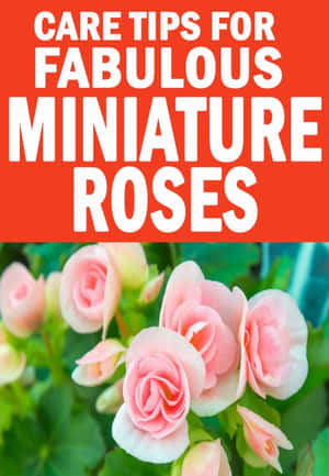 Blooming Miniature Roses In A Garden Wallpaper