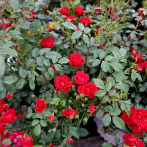 Blooming Miniature Roses In A Garden Wallpaper