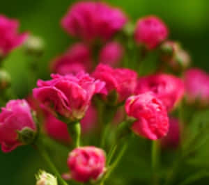 Blooming Miniature Roses In A Garden Wallpaper