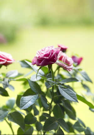 Blooming Miniature Roses In A Garden Wallpaper