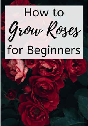 Blooming Miniature Roses In A Garden Wallpaper