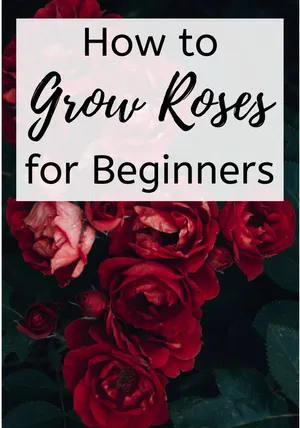 Blooming Miniature Roses In A Garden Wallpaper