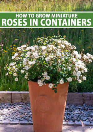 Blooming Miniature Roses In Garden Wallpaper