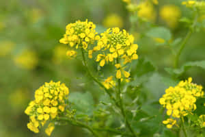 Blooming Mustard Flowers.jpg Wallpaper