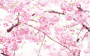 Blooming Of Pink And White For A Beautiful Aesthetic Wallpaper