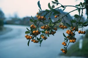 Blooming Orange Tulips Against A Bright Blue Sky Wallpaper