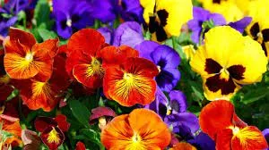 Blooming Pansy Flowers In A Lush Garden Wallpaper