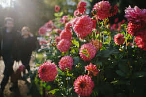 Blooming Pink Chrysanthemums In A Garden Wallpaper