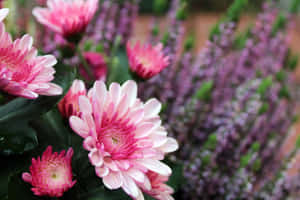 Blooming Pink Chrysanthemums In A Garden Wallpaper