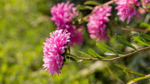 Blooming Pink Chrysanthemums In A Serene Garden Wallpaper