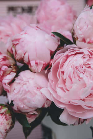 Blooming Pink Peonies Aesthetic Wallpaper