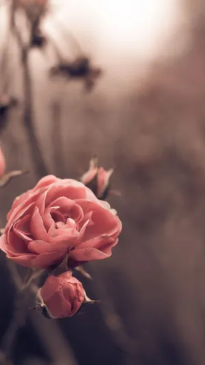 Blooming Pink Petalled Roses Wallpaper