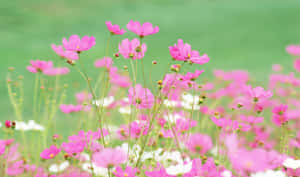 Blooming Pink Wildflowers Field Wallpaper