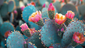 Blooming Prickly Pear Cactus Wallpaper