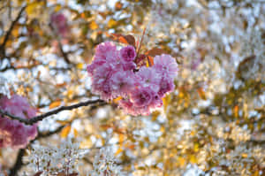 Blooming Sakura Branches.jpg Wallpaper