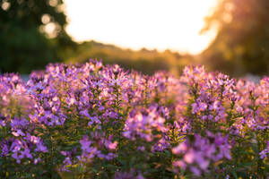 Blooming Spider Flowers In Kentucky Wallpaper