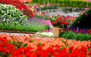 Blooming Spring Garden With Beautiful Flowers And Sunrays Wallpaper