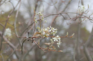 Blooming Spring In Full Hd Wallpaper