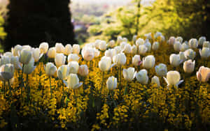 Blooming Spring Meadow Wallpaper