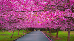 Blooming Spring Trees In A Serene Park Wallpaper