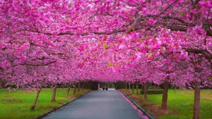 Blooming Spring Trees In A Serene Park Wallpaper