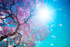 Blooming Spring Trees On A Sunny Day Wallpaper