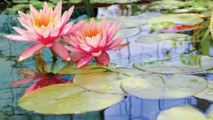 Blooming Starburst Water Lilies Wallpaper