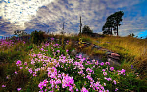 Blooming Tranquility In The Flower Landscape Wallpaper