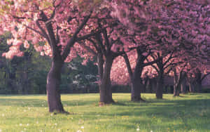 Blooming Trees In Spring Wallpaper