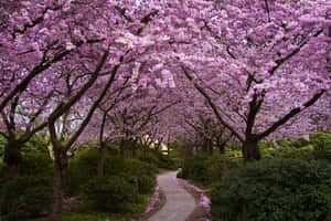 Blooming Trees In The Garden Wallpaper