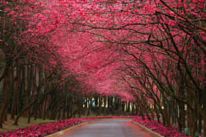 Blooming Trees On A Serene Spring Day Wallpaper