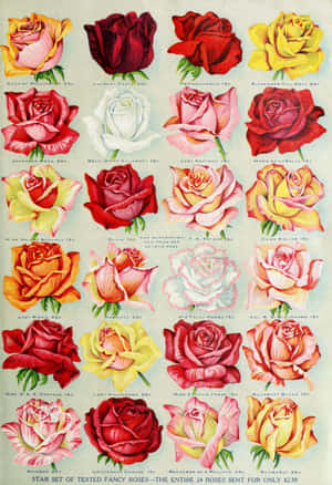 Blooming Vintage Rose Wallpaper