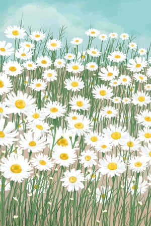 Blooming White Cute Daisy Flowers Wallpaper