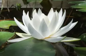 Blooming White Lotus Flower Wallpaper
