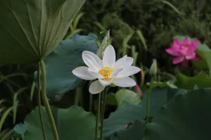 Blooming White Lotus Flower Wallpaper